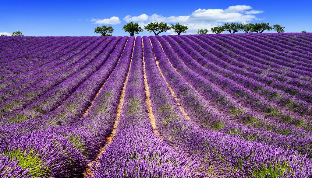 Lavender In South Of France