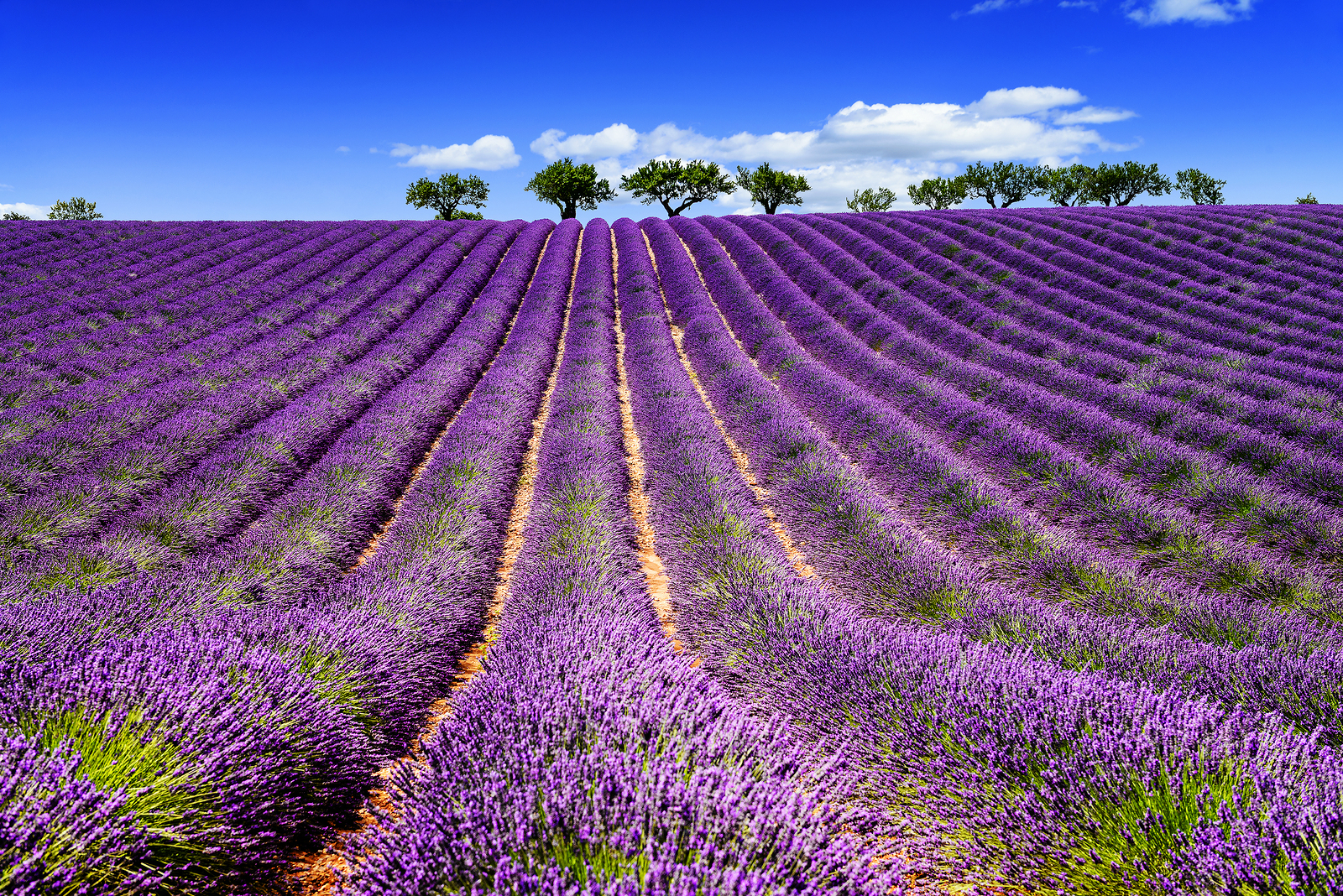 Lavender In South Of France